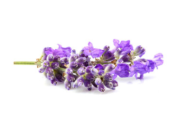 Blooming lavender flowers closeup.