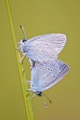 Couple of small blue (Cupido minimus) butterflies mating on a blade of grass.