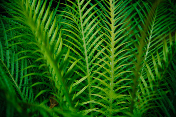 Tropical green leaves on dark background.