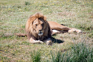 Obraz na płótnie Canvas the lion is resting on the grass