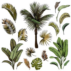 Tropical palm leaves collection. Hand drawn vector illustration.