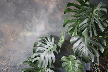 green glossy monstera leaves on the background of a textured concrete wall © Tetiana