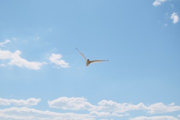 Bird flying in the sky