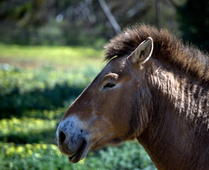 this is a side view of a mongolian wild horse
