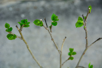 plant in spring
