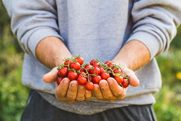 Farmers holding fresh tomatoes. Healthy organic foods