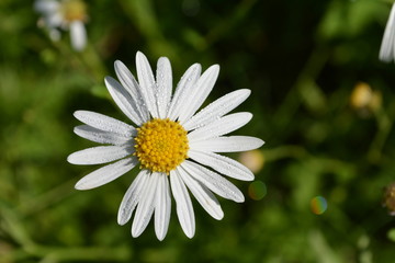 Obraz premium ミヤマヨメナ