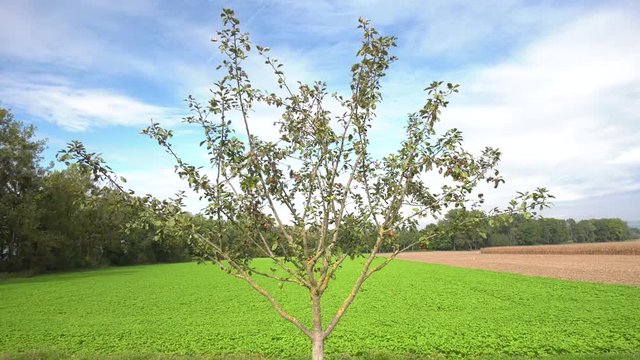 Apfelbaum