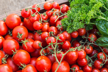 Cherry tomatoes in old wooden tray.
