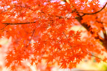 写真素材：紅葉、秋、松山城、葉、もみじ