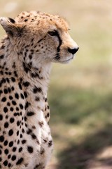 A cheetah under a tree