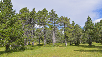 Panoramica in montagna con pino cembro 