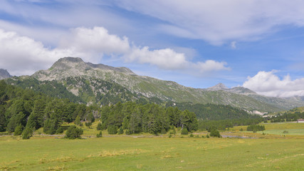 Panorama di montagna con abeti e cielo blu