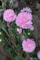 Large pink flower heads of China aster