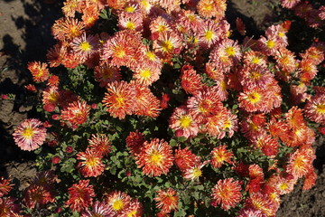 Lots of orange flower heads of Chrysanthemums in november