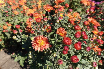 Opening orange flowers and buds of Chrysanthemums in mid October