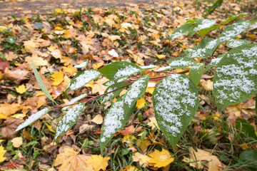 First snow on the green leaves. Winter is coming.