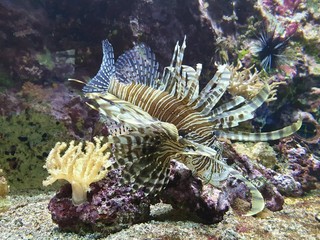  enter the world of fish and corals