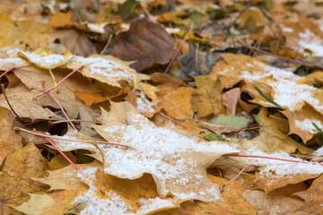 First snow on the yellow maple leaves. Winter is coming.