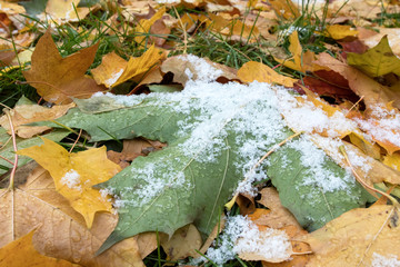 First snow on the green maple leaf. Winter is coming.
