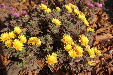 Last amber yellow flowers of Chrysanthemum in mid November