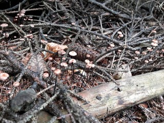 Wood Plants Of Power Forest