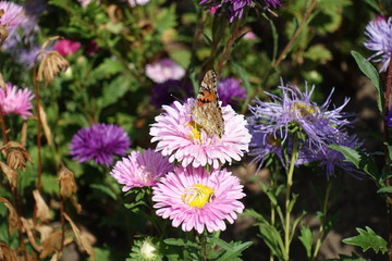 Pink flower of China aster  with butterfly in September