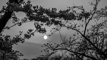 Black and white tone of sun and sky in background with cherry blossom tree in foreground. Darkness, sadness, lonely or alone concept.