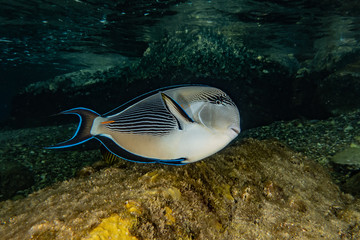 Fish swim in the Red Sea, colorful fish, Eilat Israel