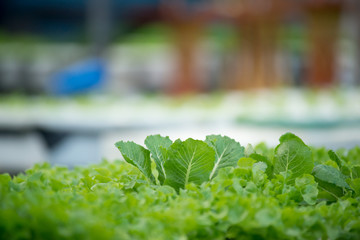 Hydroponic Vegetable Farm,Healthy vegetables.