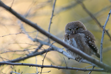Little Owl posing on a branch. Patagonian owl or also called Cabure Grande. Glaucidium Nana. 