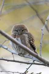 Little Owl posing on a branch. Patagonian owl or also called Cabure Grande. Glaucidium Nana. 