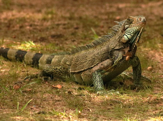 iguana on rock