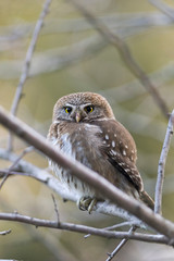 Little Owl posing on a branch. Patagonian owl or also called Cabure Grande. Glaucidium Nana. 