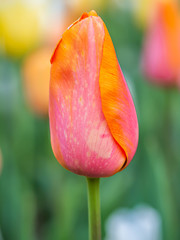 Closeup of vivid or vibrant color tulip flower with blurry green background.