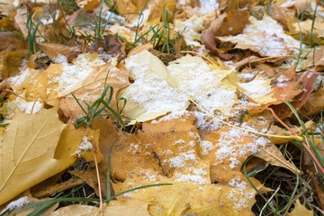 First snow on the yellow maple leaves. Winter is coming.