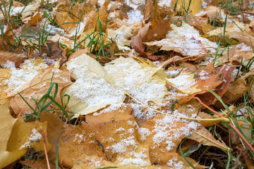 First snow on the yellow maple leaves. Winter is coming.
