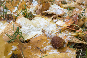 First snow on the yellow maple leaves. Winter is comming.