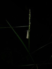Nature And Forest Fly