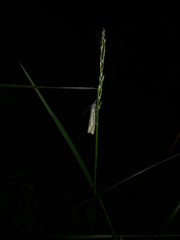 Nature And Forest Fly