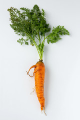 Ugly carrots with tops on a white background
