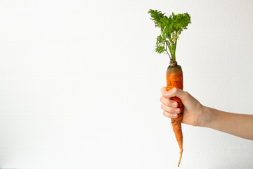Carrot with tops in hand on a white background