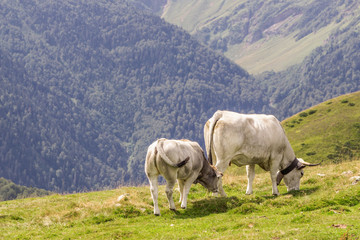 Two white cows grazing in the mountains