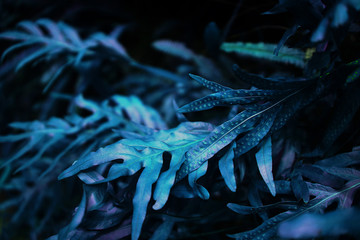 tropical leaf forest glow in the dark background.