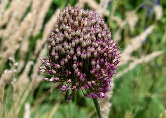 Closeup Of A Flower At A Hawaiian Garden