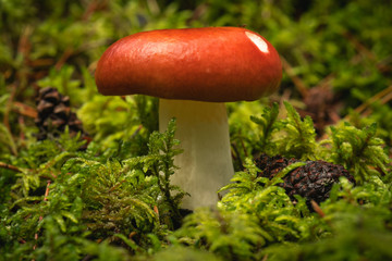 Close up of a red mushroom in green moss