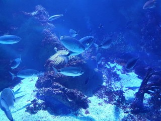 Naklejka na ściany i meble enter the world of fish and corals