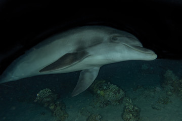 Fototapeta premium Dolphin swimming with divers in the Red Sea, Eilat Israel