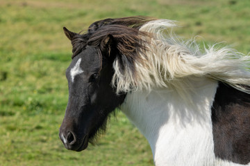 Obraz premium Black and white Icelandic horse in summer sunlight