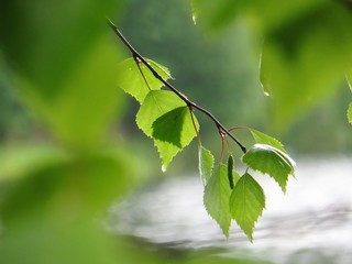 green leaf on the tree